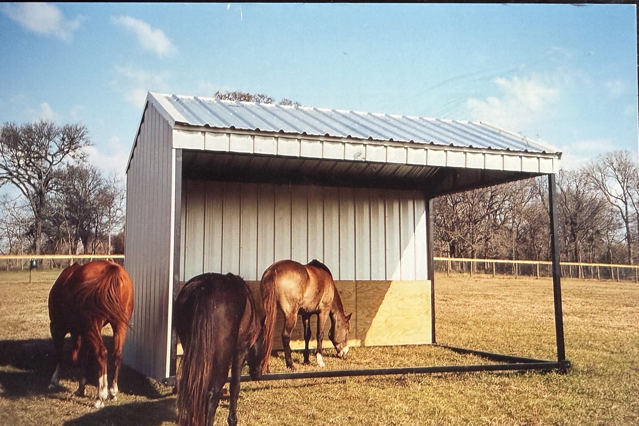 Metal loafing shed with three horses in the pasture, built by Cross Creek